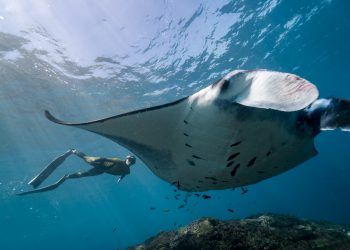 THY Bali’nin güzelliklerini Şahika Ercümen ile tanıtacak