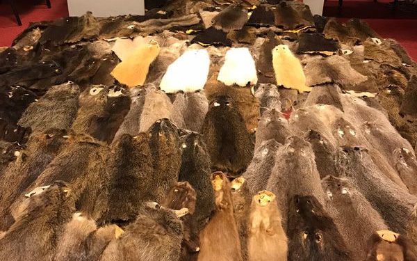 Esenboğa Havalimanı’nda 240 kunduz postu yakalandı