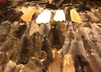 Esenboğa Havalimanı’nda 240 kunduz postu yakalandı