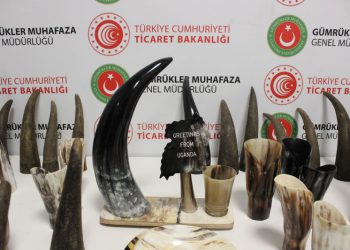 İstanbul Havalimanı’nda bufalo boynuzu ele geçirildi