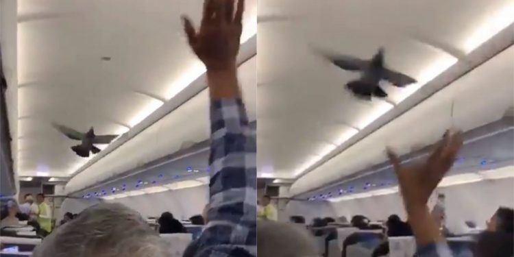 Uçakta güvercinler rötara sebep oldu