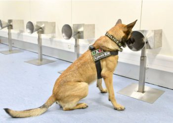 K9 polis köpekleri PCR testlerini hızlandırıyor