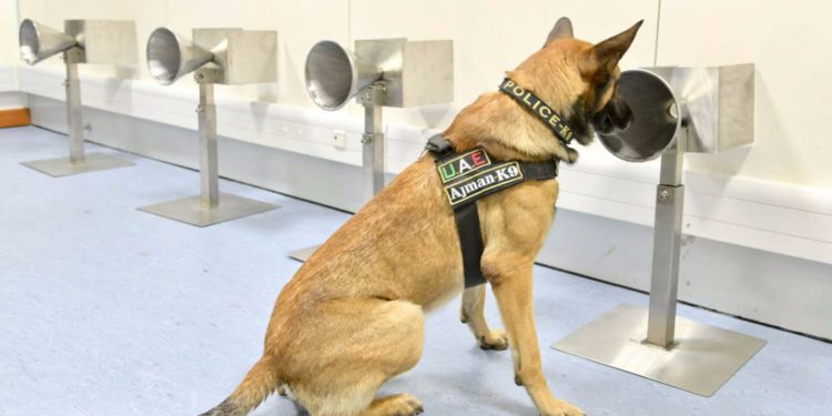 K9 polis köpekleri PCR testlerini hızlandırıyor