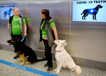 Koronalı yolcuları eğitimli köpekler tespit edecek