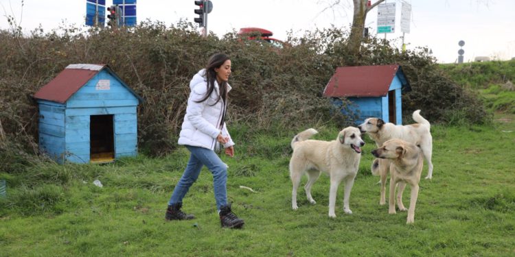 THY kabin memuru sokak hayvanlarına yuva kuruyor