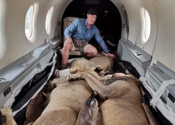 Aslanları kabinde böyle taşıdılar