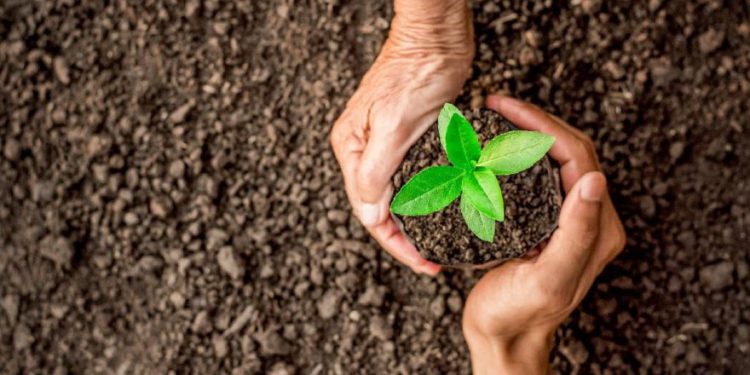 Havacılık şirketlerinden fidan dikme kampanyasına destek