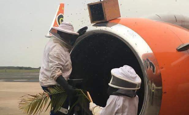 Havalimanlarında 5 ilginç hayvan istilası