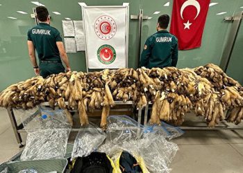 İstanbul Havalimanı’nda ele geçirildi: 1,5 milyon lira değerinde