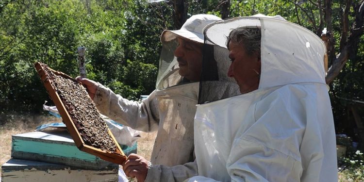 Turistik ilçedeki çiftlikte üretime gönüllü katılıp masrafsız tatil yapıyorlar
