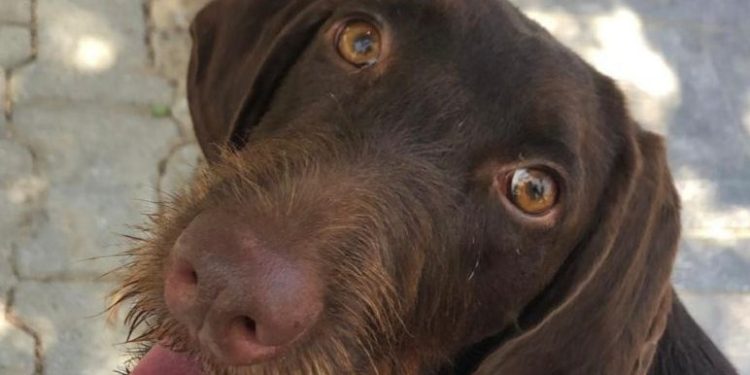 Suki’nin yaramazlığı