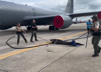 Havalimanında timsah yakalandı!