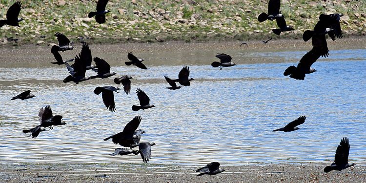 Asboğa Gölü kuş gözlemcilerine ev sahipliği yapıyor