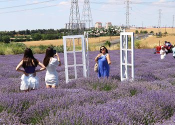 Tekirdağ’da lavanta tarlaları popüler hale geldi