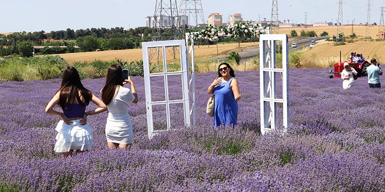 Tekirdağ’da lavanta tarlaları popüler hale geldi