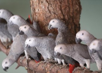 Havalimanında yakalanan papağanlar Gaziantep’te