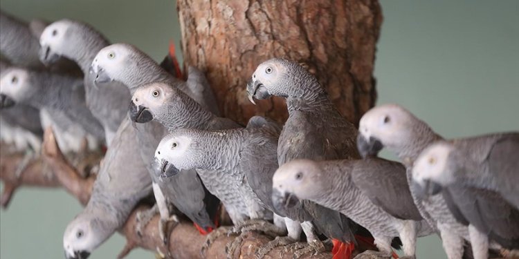 Havalimanında yakalanan papağanlar Gaziantep’te