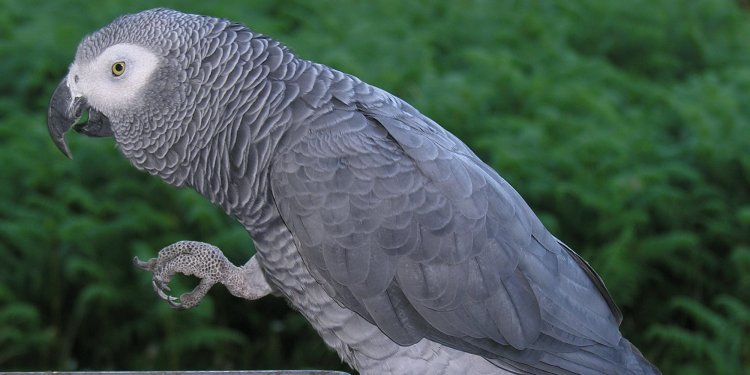 İstanbul Havalimanı’nda 309 papağana el kondu