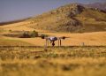 DASAL’ın drone sürü sistemi operasyonel seviyeye ulaştı