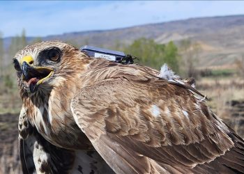 Iğdır’dan havalanan şahin 2,5 yılda 28 ülke gezdi