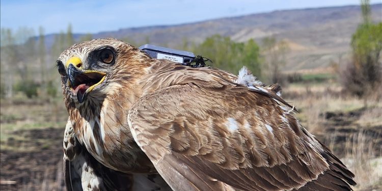 Iğdır’dan havalanan şahin 2,5 yılda 28 ülke gezdi